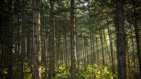 La Forêt Magique Ouvre Ses Portes à Gujan Mestras Tvba