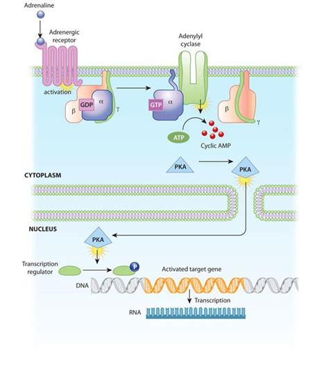 Cell Signaling Biochemistry Physiology Signal Transduction