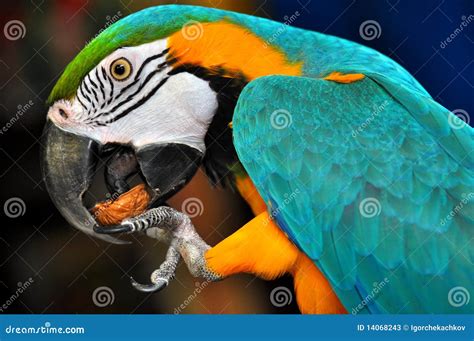 Parrot Eats Nut Stock Image Image Of Eating Organic 14068243