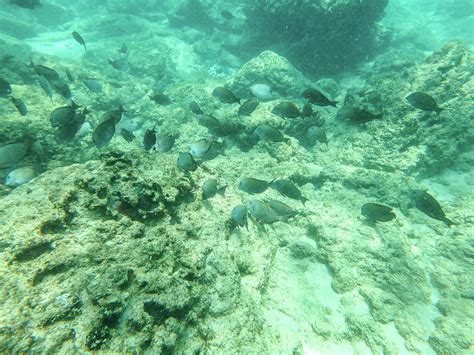 Sharks Cove Snorkeling In Oahu Hawaii North Shore Photograph By Alex