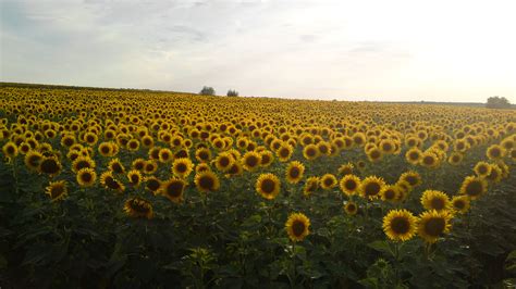 Suncokret | setva | berba | plodored | Poljoinfo wiki