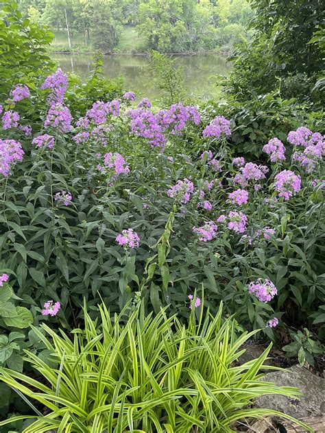 Tall Garden Phlox Vinland Valley Nursery