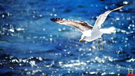 🔥 Free Download Beautiful Flying Seagull Hd Wallpaper E Entertainment