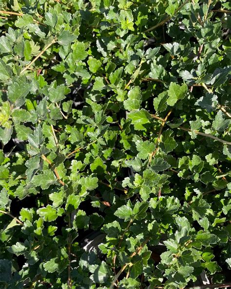 Ribes alpinum 'Green Mound' - Boething Treeland Farms