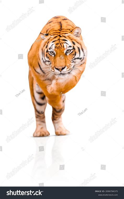 46 Tiger Jumping Front View Images, Stock Photos & Vectors | Shutterstock