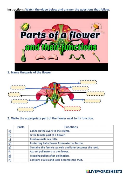 Parts Of A Flower And Their Functions Worksheet Parts Of A Flower