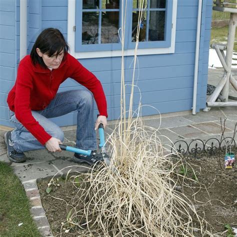 This Is How The Pruning Of Grasses Succeeds Grass Prune Gardening Tips