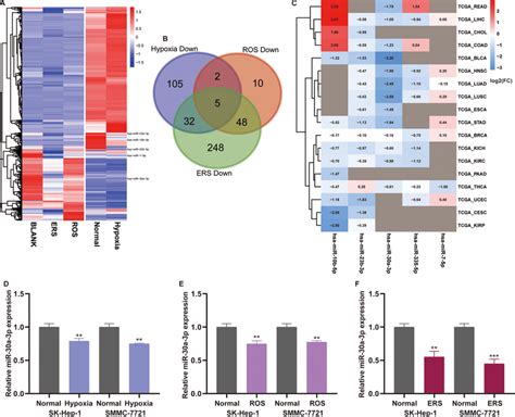 MiR 30a 3p Is Downregulated Under Hypoxia ERS And ROS A Microarray