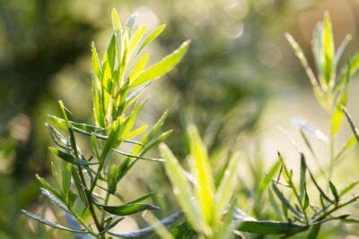 Tarragon Care And Growing Guide