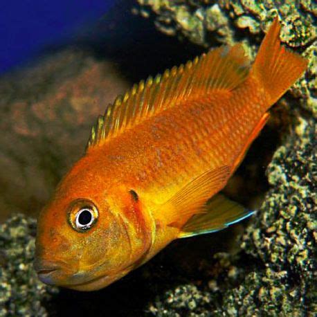 Pseudotropheus Saulosi Coral Red 4 5cm Cichlidés Africain du lac Ma