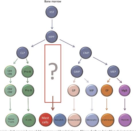 Basophil Mast Cell
