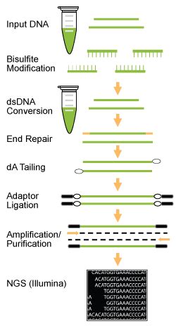 EpiNext Bisulfite Sequencing Kit (Illumina) | EpigenTek