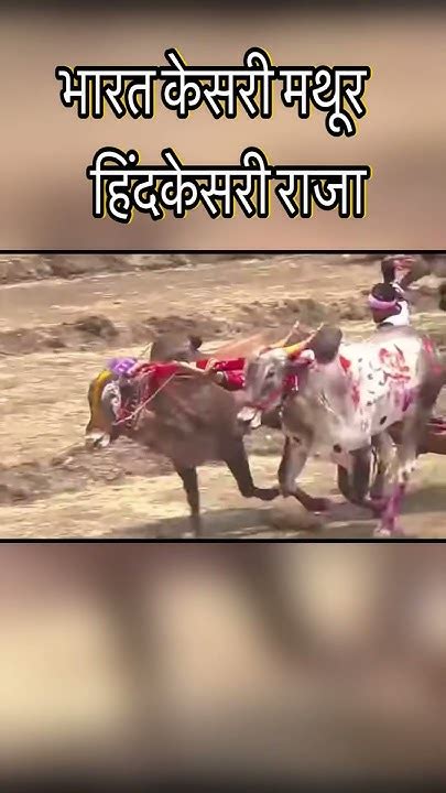 भारत केसरी मथूर हिंदकेसरी राजा Bailgadasharyat हिंदकेसरी Viral