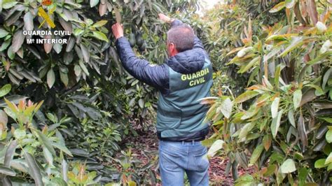 Dos Personas Detenidas Por Robar Cuatro Toneladas De Aguacates En El