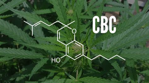 What Is Cannabichromene Cbc Og Hemp