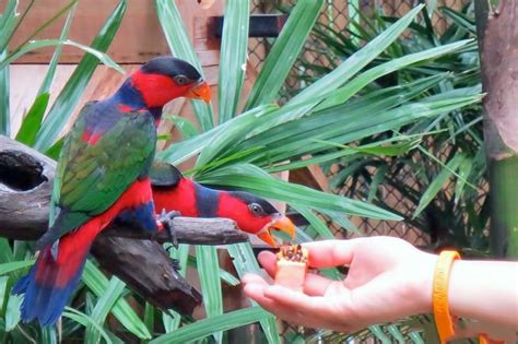 Phuket Bird Park In Phuket Thailand Day Tripe With Sunleisureworld