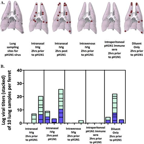 Reduced Ph N Lung Viral Loads In Ferrets Administered Intravenous