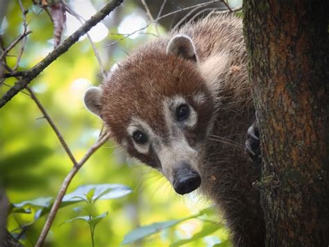 Especies Endemicas De Mexico Bilarasa