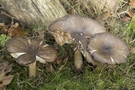 Megacollybia platyphylla