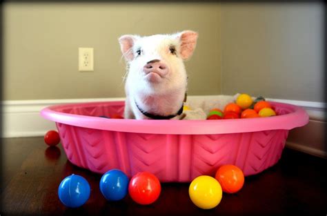 Toys for Mini Pigs | Fun and Interactive Pig Toys