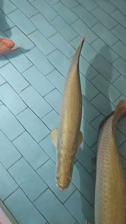 Cá Hải Tượng From Amazon 🐟 Fish Youtube