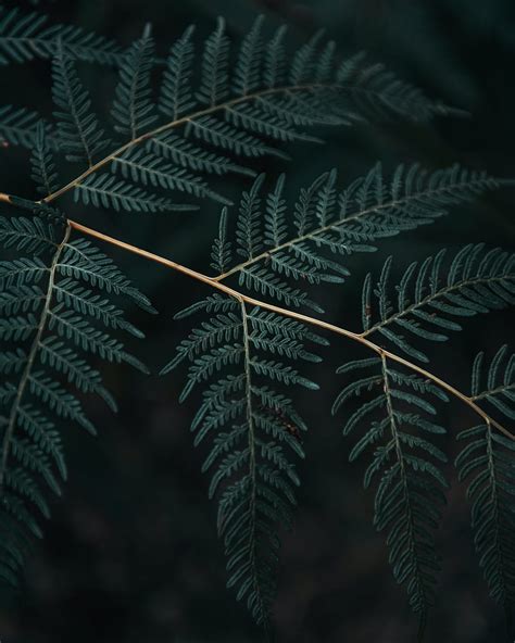 Fern Branch Leaves Macro Dark HD Phone Wallpaper Peakpx