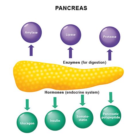 Pancreas Endocrine Function