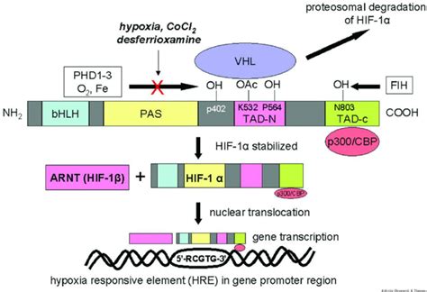 Hypoxic Regulation Of The Hypoxia Inducible Factor 1 α Hif 1 α