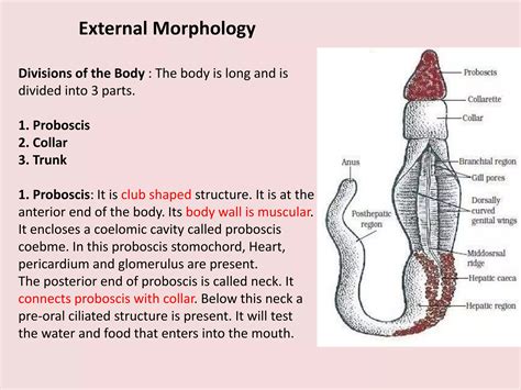 Balanoglossus Morphology Structure Development Larva Affinities Ppt