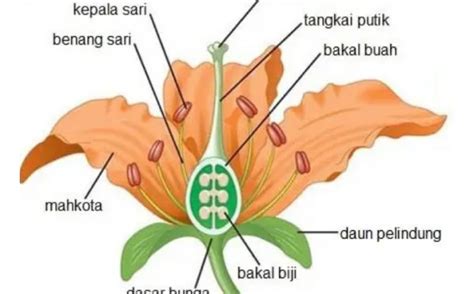 Bagaimana Perkembangbiakan Tumbuhan Dan Hewan