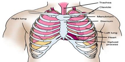 Anatomy Thorax Overview Ribs, Sternal Angle, Pleura And, 59% OFF