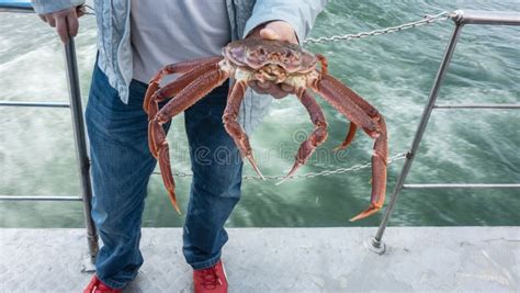 A Man Holding A Large Live Snow Crab Strigun In His Hand Stock Image