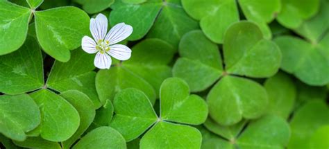 How To Plant And Grow A Clover Lawn DoItYourself