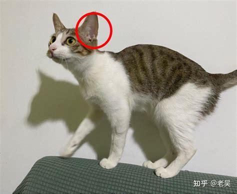 中华田园猫的前世今生及品种介绍有你家猫吗 知乎