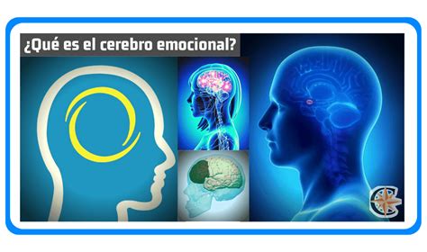 Funciones Del Cerebro Imagenes Del Cerebro Cerebro Emocional Y Images