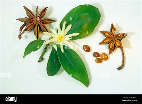 Aniseed Tree, Star Anise (Illicium verum), leaves, flower and seeds ...