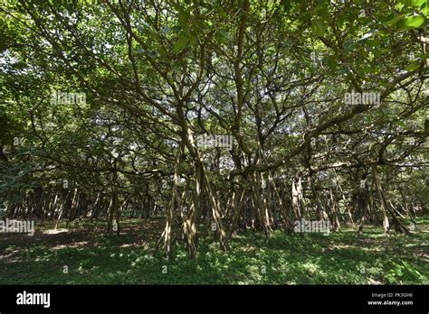 The Great Banyan Ficus Benghalensis Tree At The Ajc Bose Indian