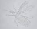 Protorthoptera Insect Fossil Protecticus