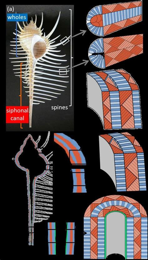 Schematic Illustrations Of Macroscopic Layers Of Whorls A Siphonal