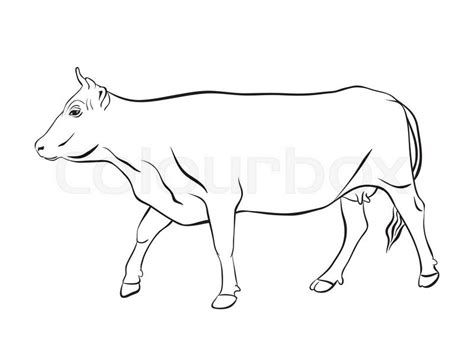 Cow ornament vector. Cow drawing with ... | Stock vector | Colourbox