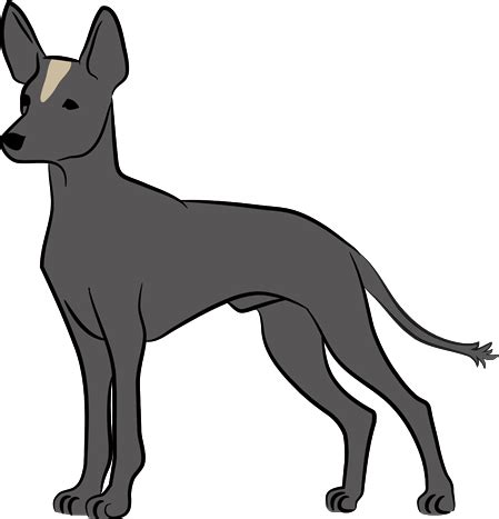 Xoloitzcuintle