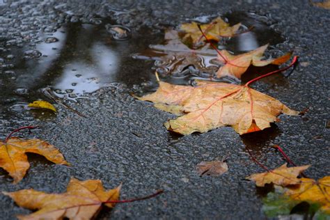 Navigating The Slippery Slope How To Drive Safely With Wet Leaves On