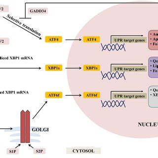 Diagrammatic Representation Of The Unfolded Protein Response Pathways