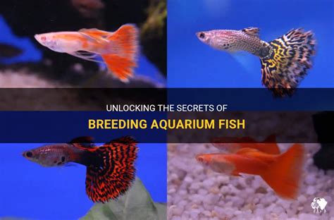 Unlocking The Secrets Of Breeding Aquarium Fish | PetShun