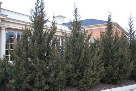 Chinese Juniper Fairview Plant Profile Sylvan Gardens Landscape