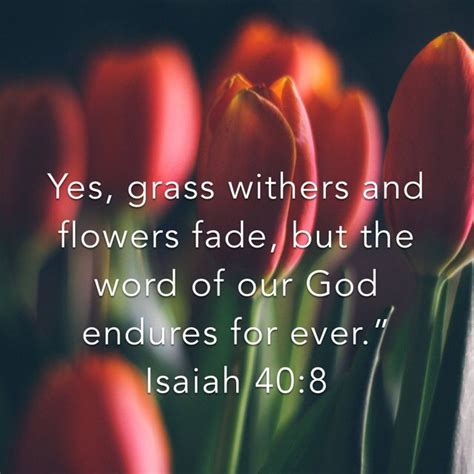 Isaiah 40 8 Yes Grass Withers And Flowers Fade But The Word Of Our