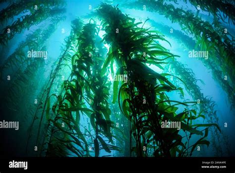 giant kelp forest