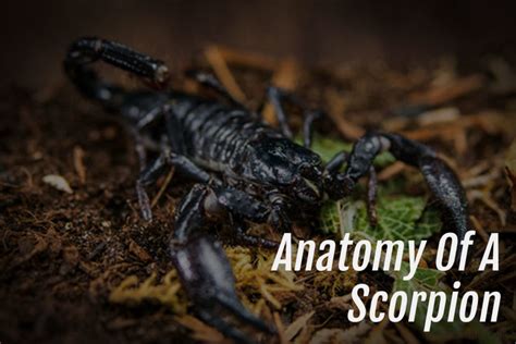 The Anatomy Of A Scorpion - Arachnifiles