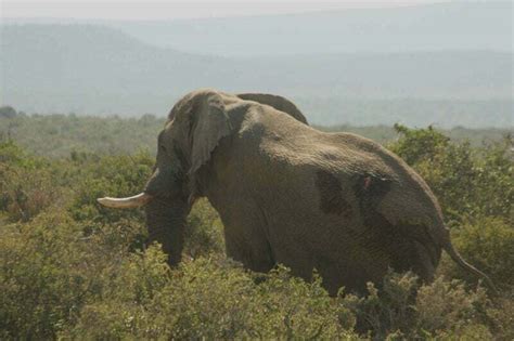 Preserving Africas Last Great Tuskers South Africa International