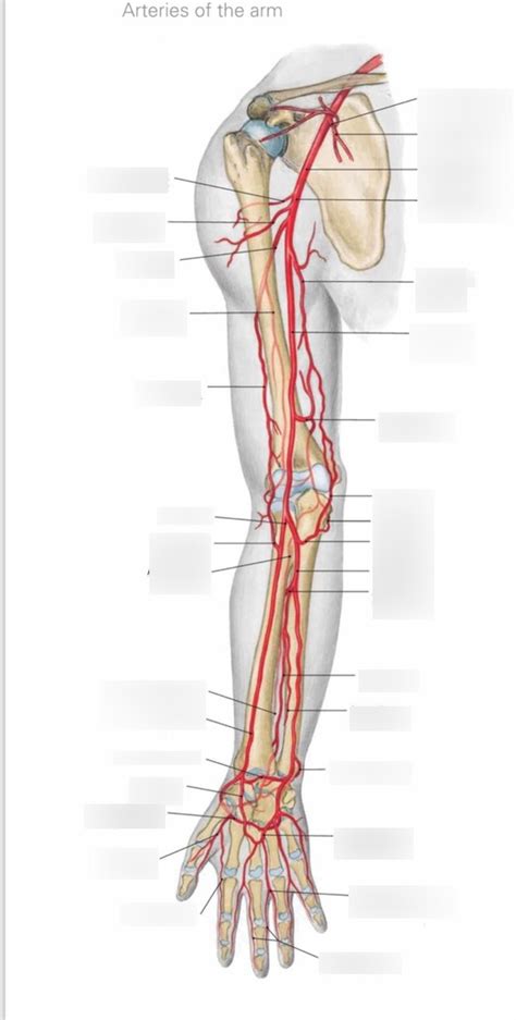 Schaubild Arterien Arm Quizlet